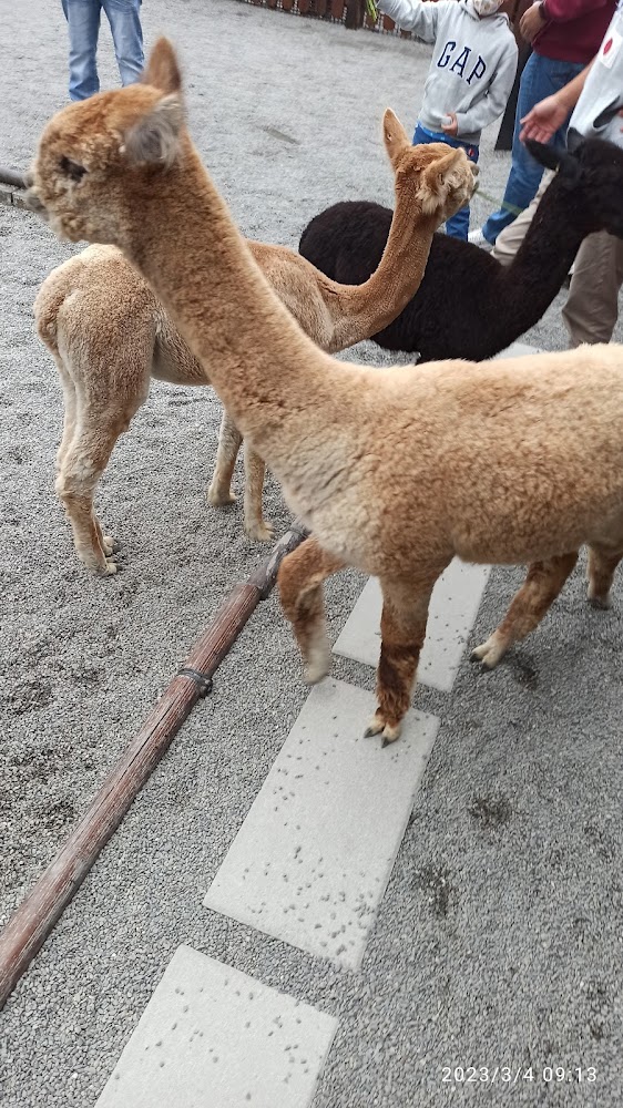 幾隻羊駝在戶外沙地活動，遊客近距離觀賞