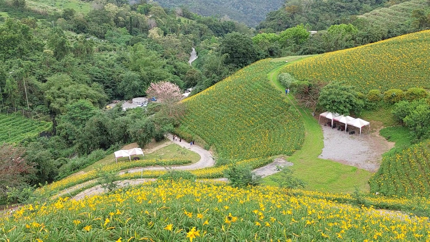 大片金針花田與山坡帳篷休憩區