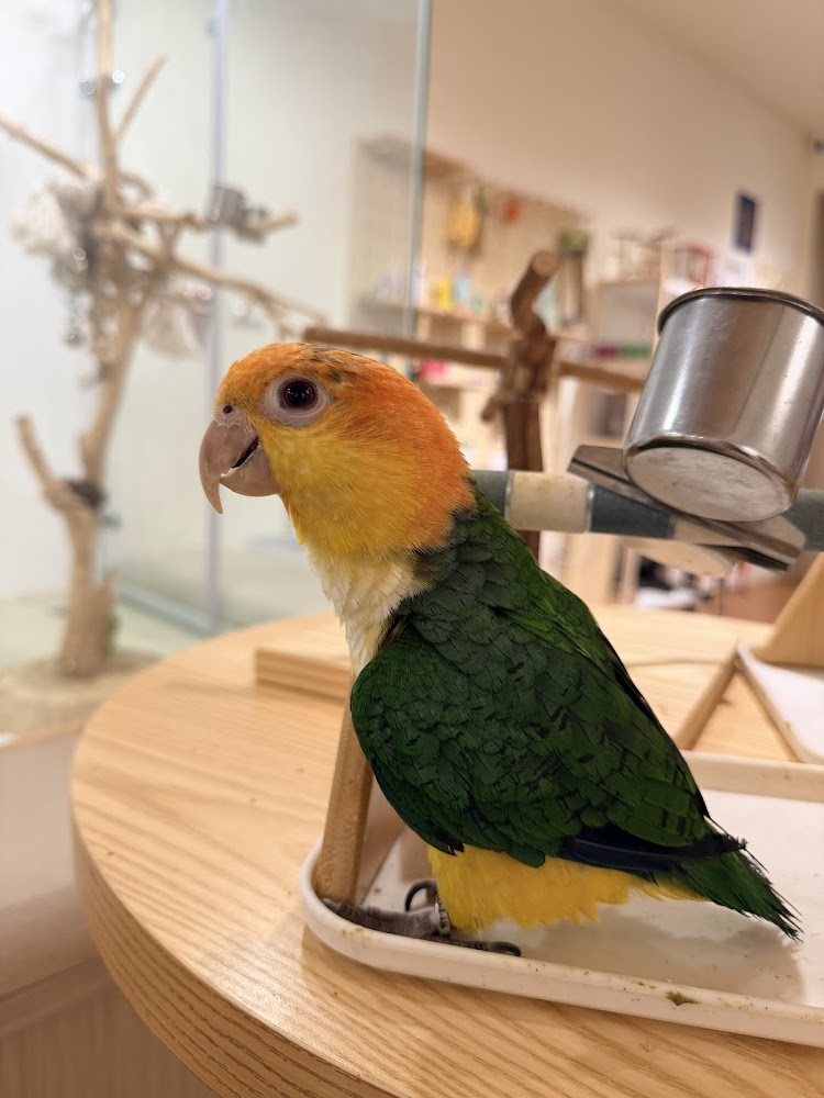 色彩鮮豔的小鸚鵡站在鳥架上
