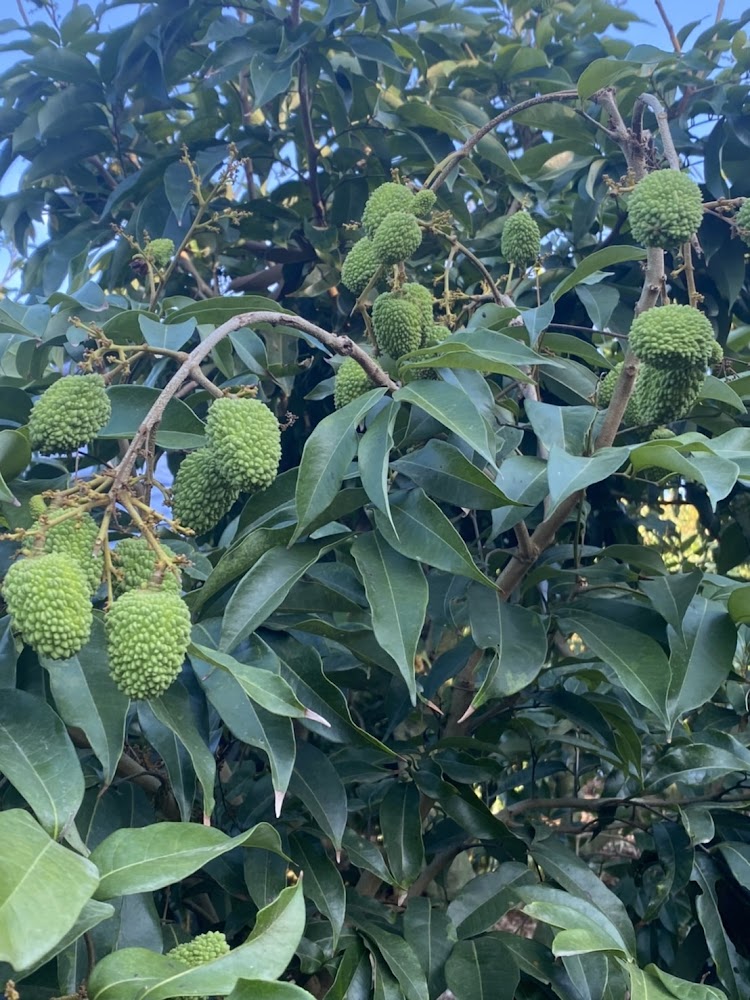 結滿綠色荔枝的樹