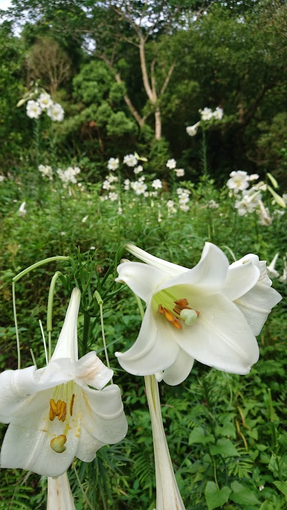 三義野百合秘密花園的自然環境與野百合群生景象