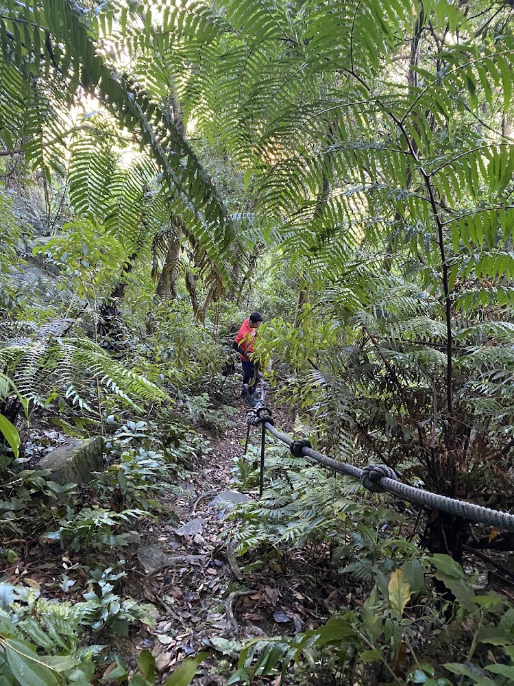 登山者穿越蕨類茂密的拉繩路段