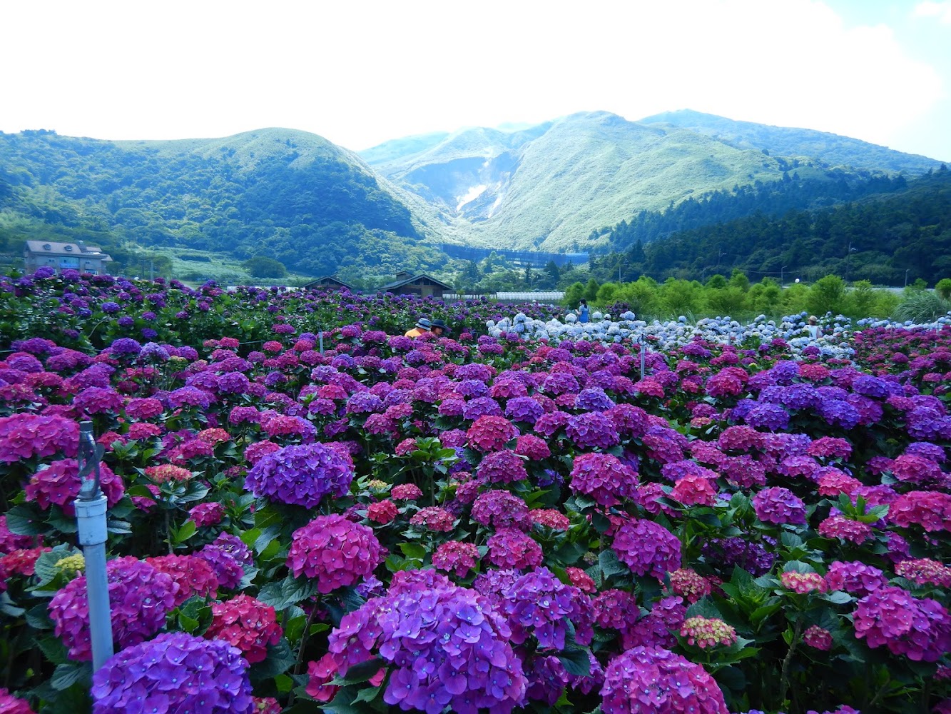 頂湖財福繡球花園大片繽紛花海
