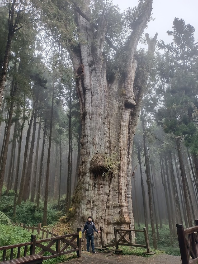 水山巨木壯觀樹幹景觀