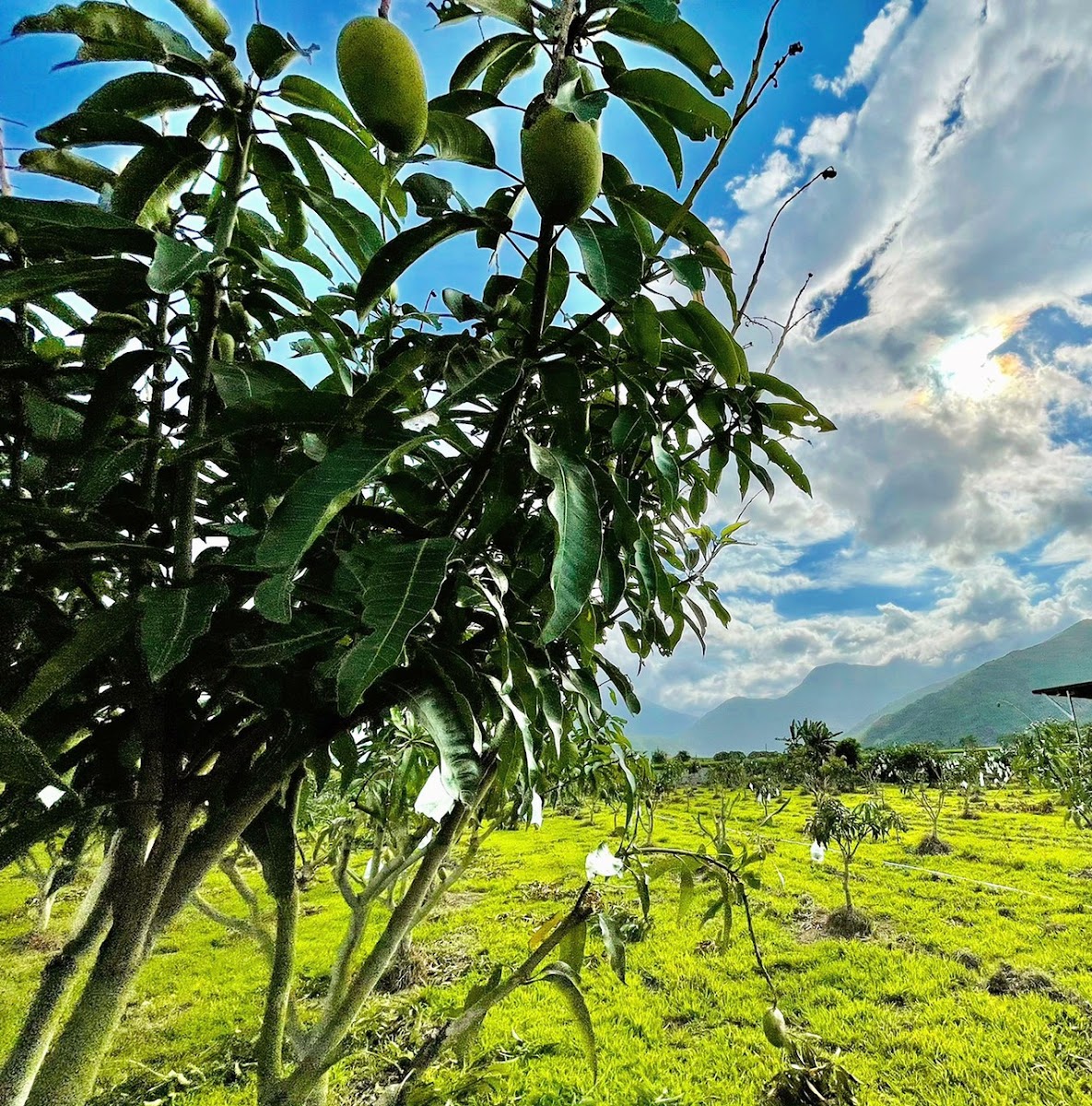 花蓮玉里發發芭芒楽芒果園翠綠芒果藍天山景