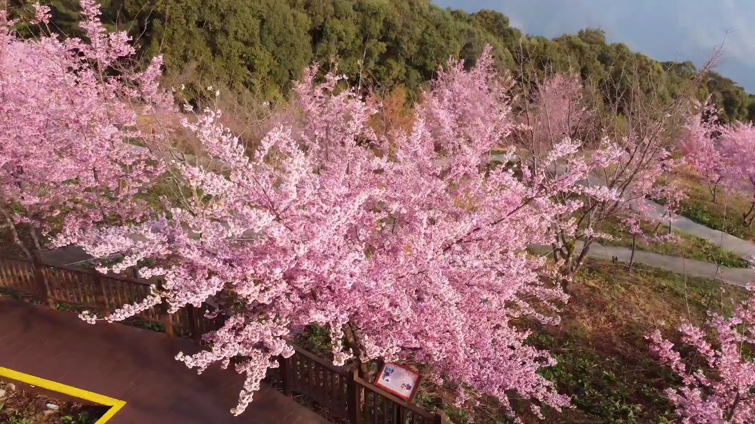 千櫻園粉色櫻花樹與步道