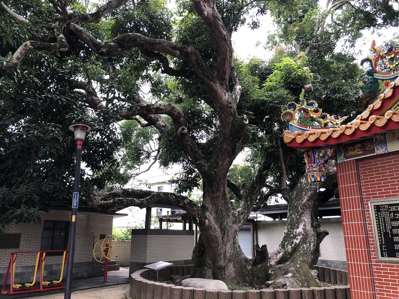 梅子社區百年芒果樹與旁邊廟宇景觀