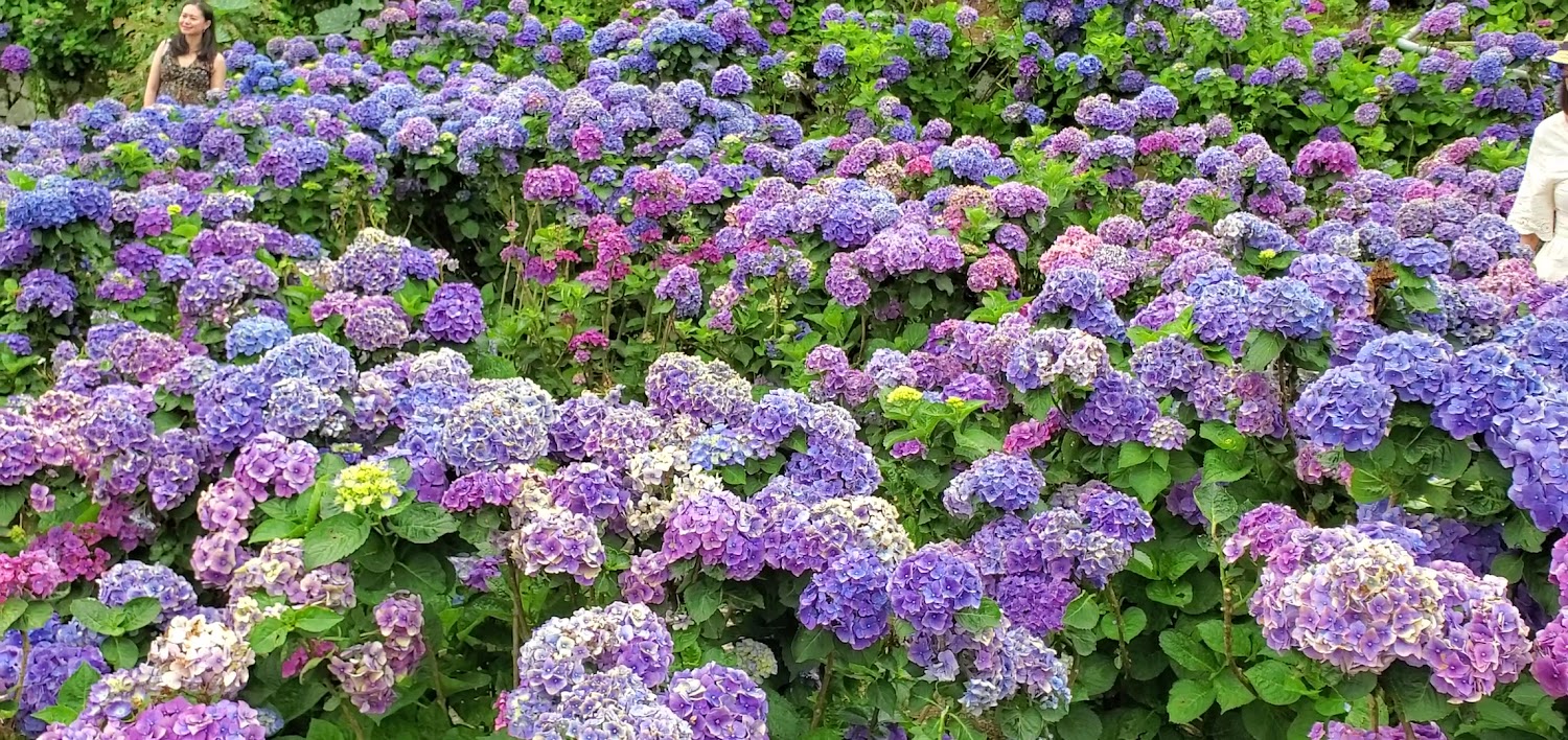 大面積紫藍粉色紫陽花與遊客