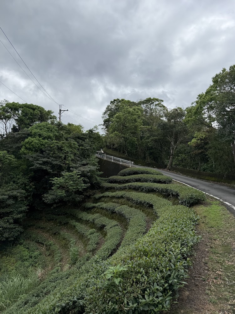 八卦茶園景觀台周邊綠意梯田與彎曲道路