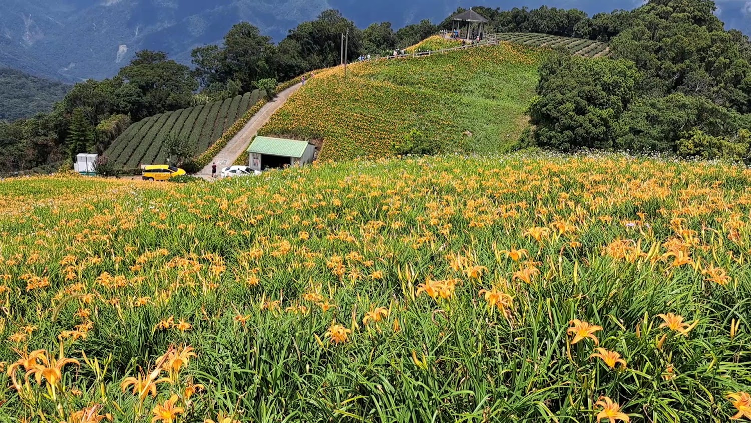 太麻里金針花田與茶園山景