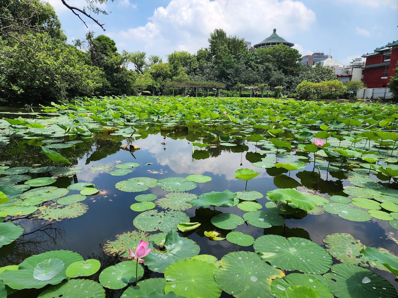 臺北植物園荷花池盛開景色