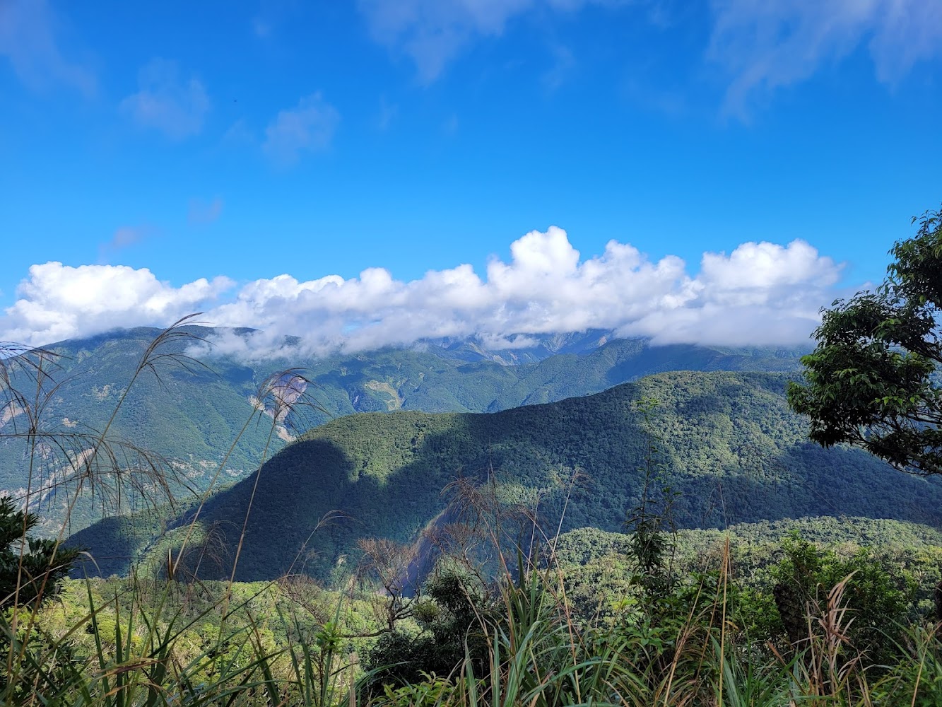 青翠山巒與茂密草叢樹木