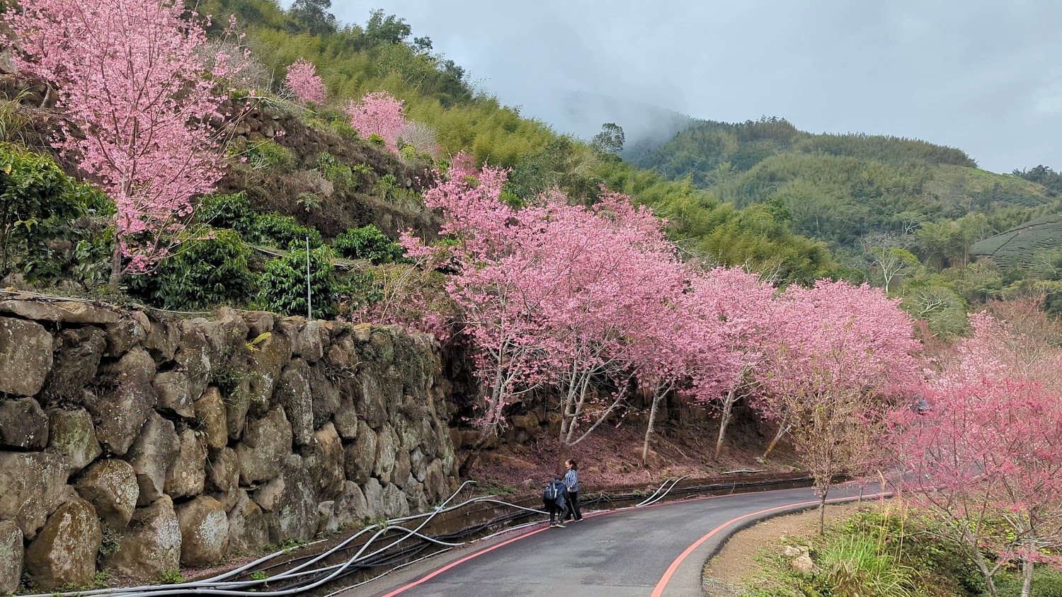 石壁蘇家農場櫻花步道