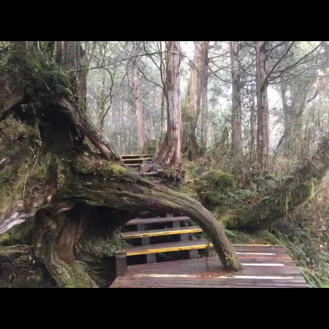 木棧道穿越青苔樹根森林場景