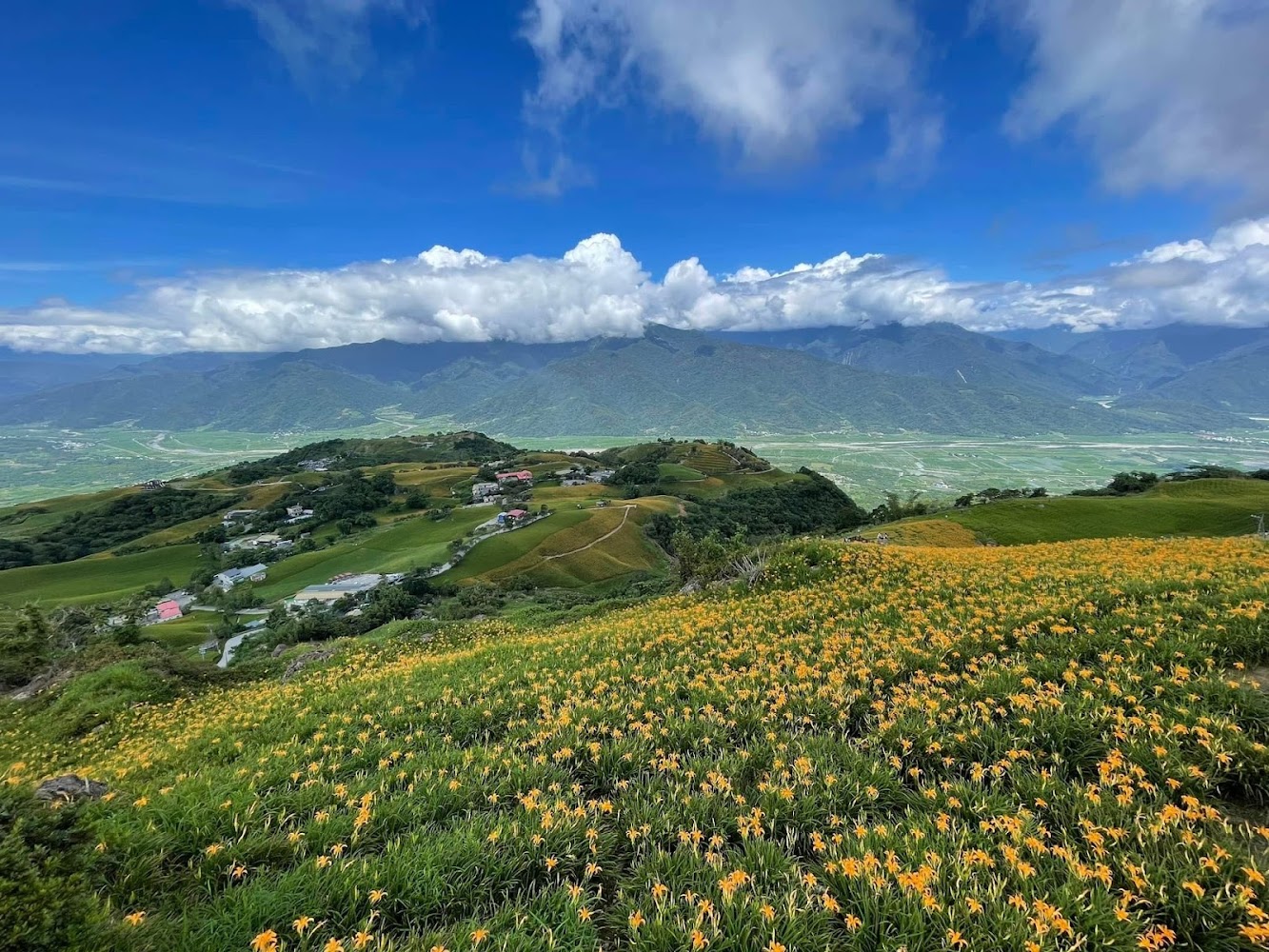 花蓮六十石山金針花海與山景大景