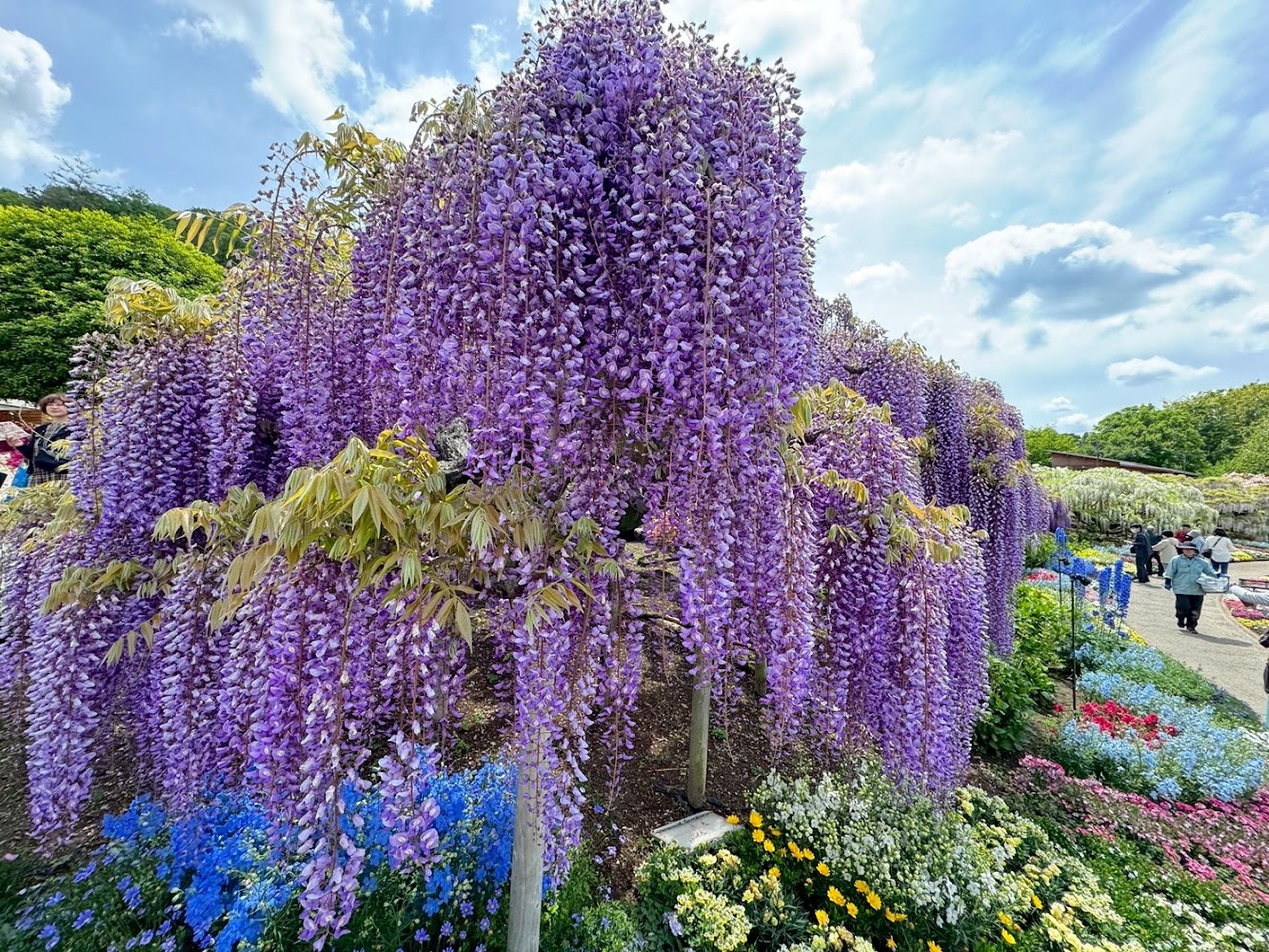 紫藤花盛開步道與賞花遊客