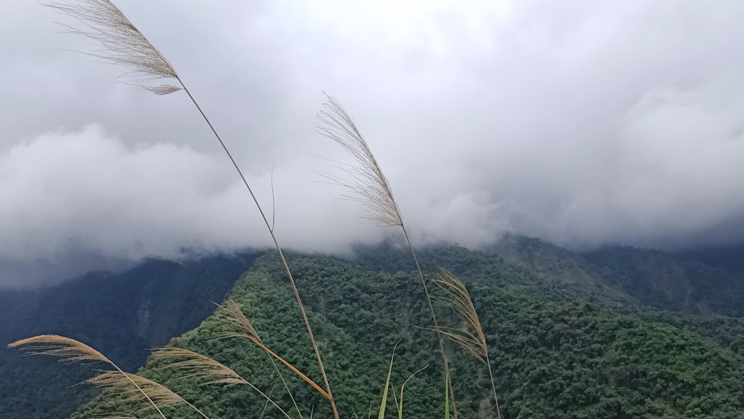 東藤枝山周邊山巒與芒草景色