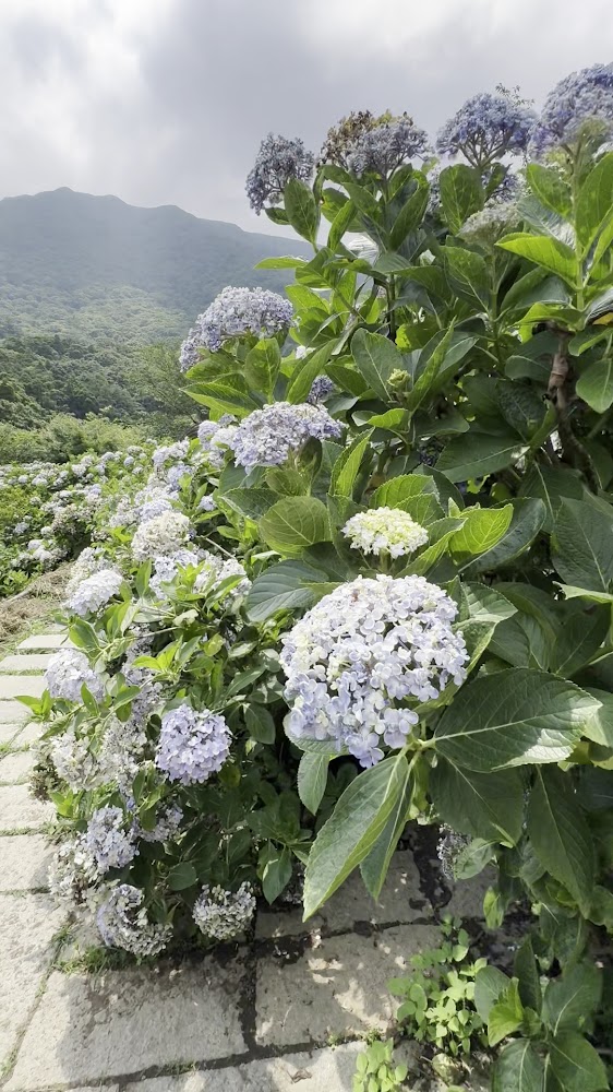 淡紫與白色繡球花叢