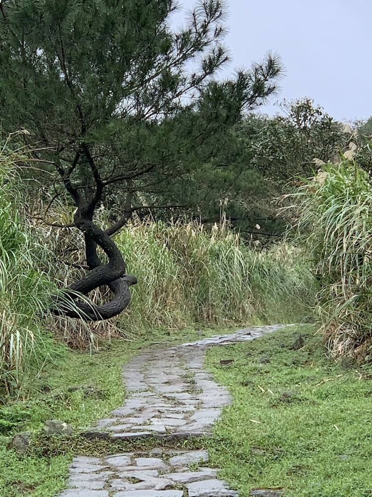 綠意盎然草叢間蜿蜒石板小徑