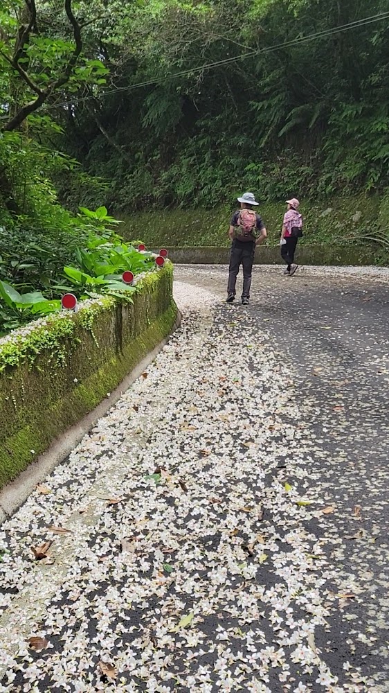 兩位登山客走在鋪滿桐花花瓣的山路上