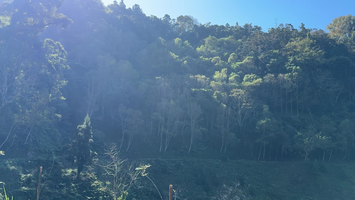 司馬限林道旁山坡森林景觀