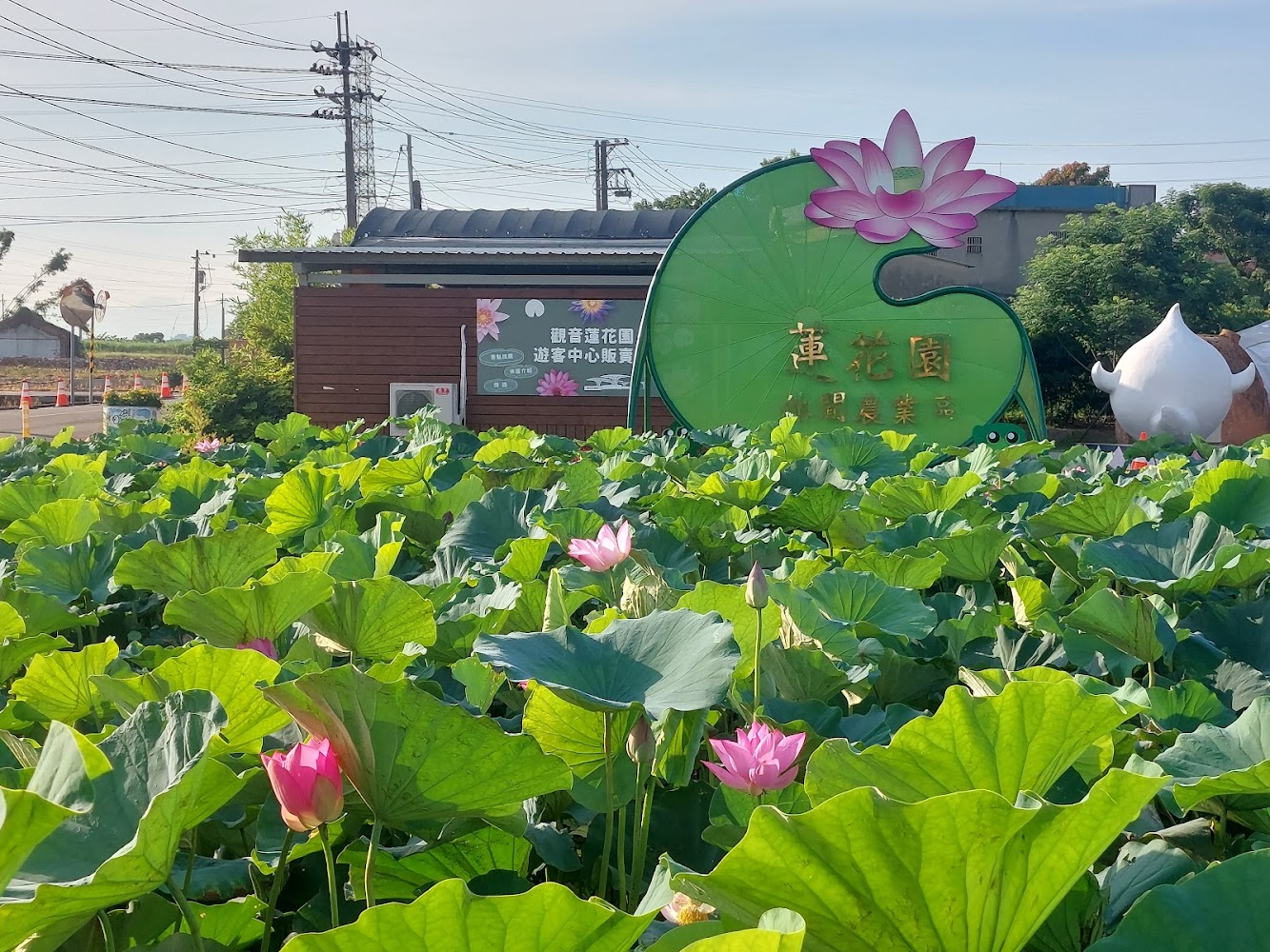 觀音區蓮花園休閒農業區蓮池與看板