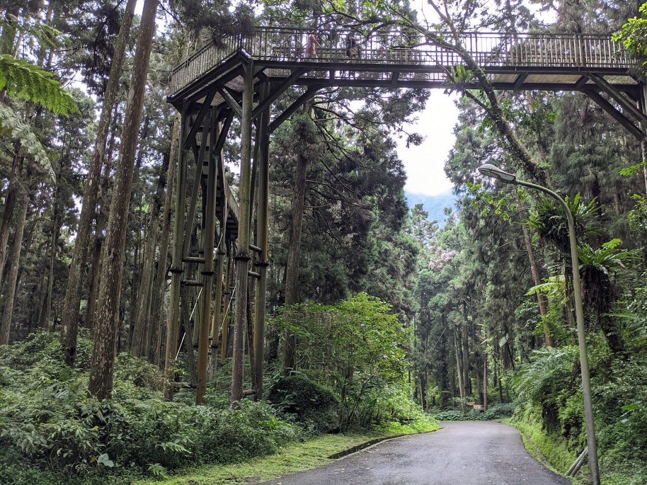 溪頭自然教育園區森林步道與高架平台