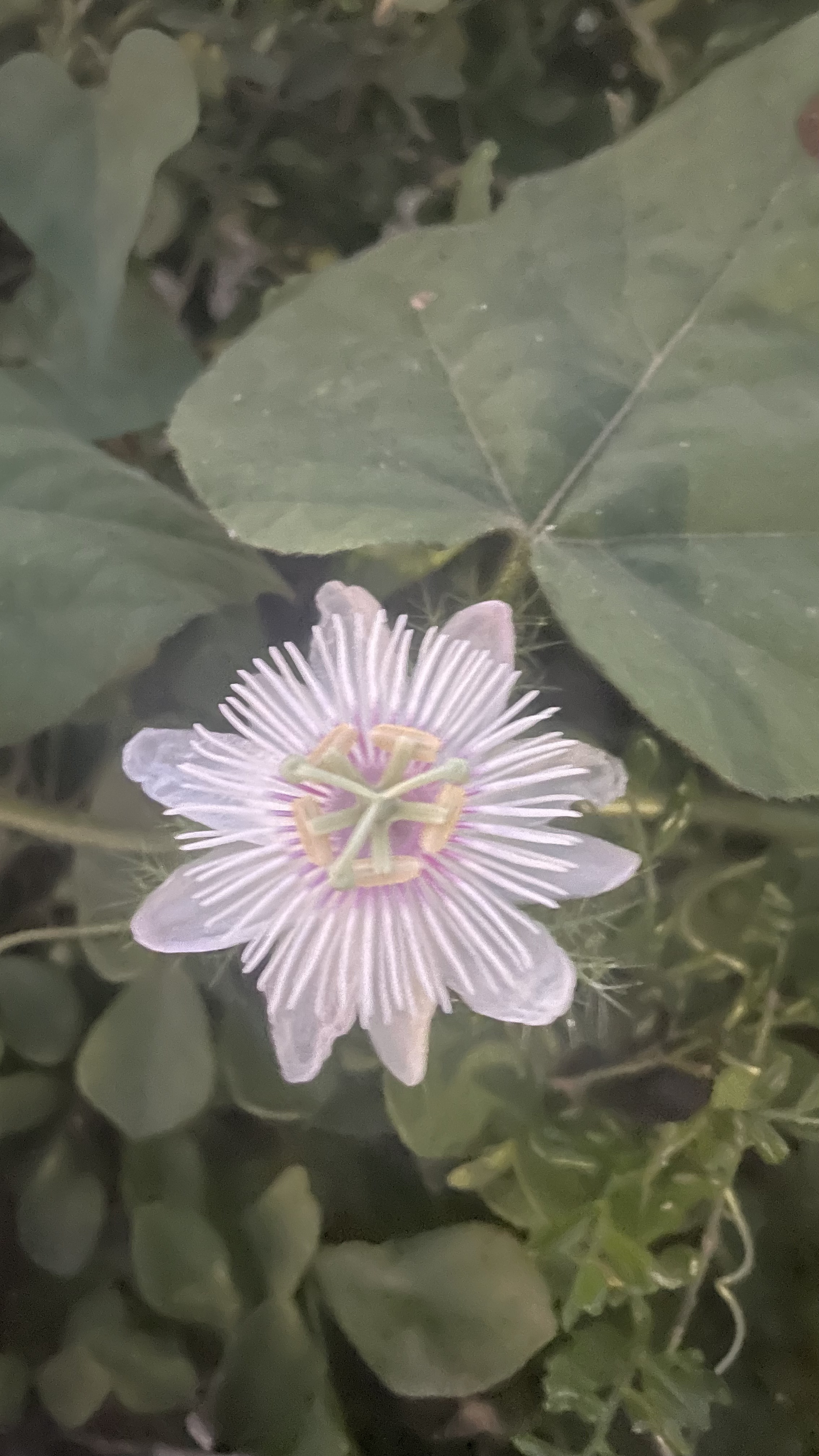 紫白色花朵與綠葉