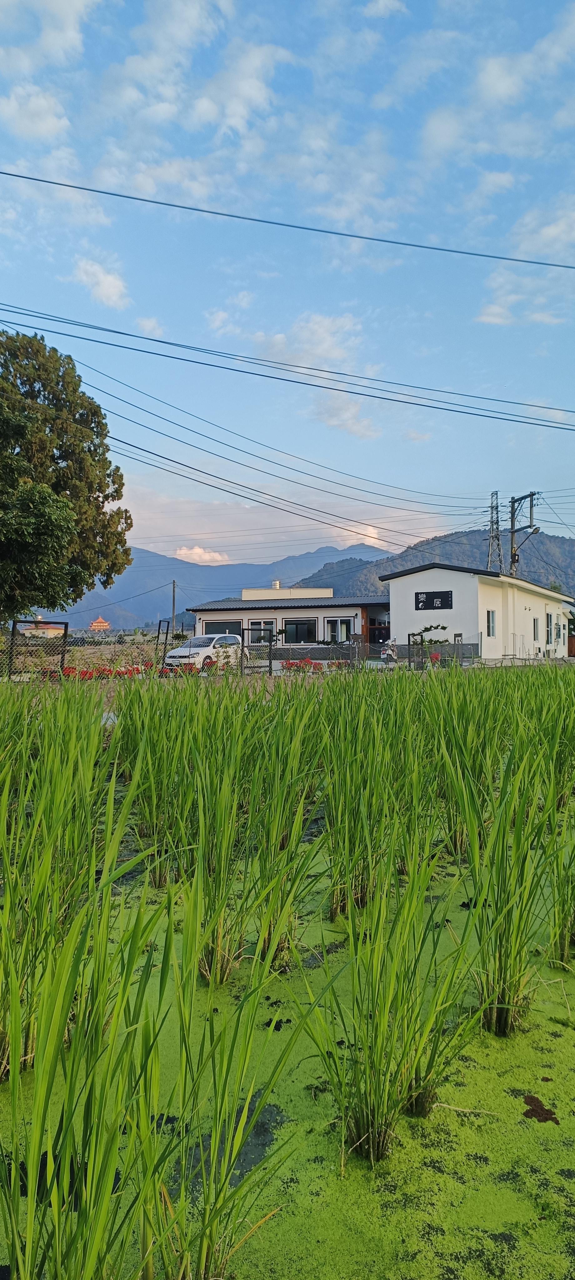民宿周邊稻田與遠山景觀