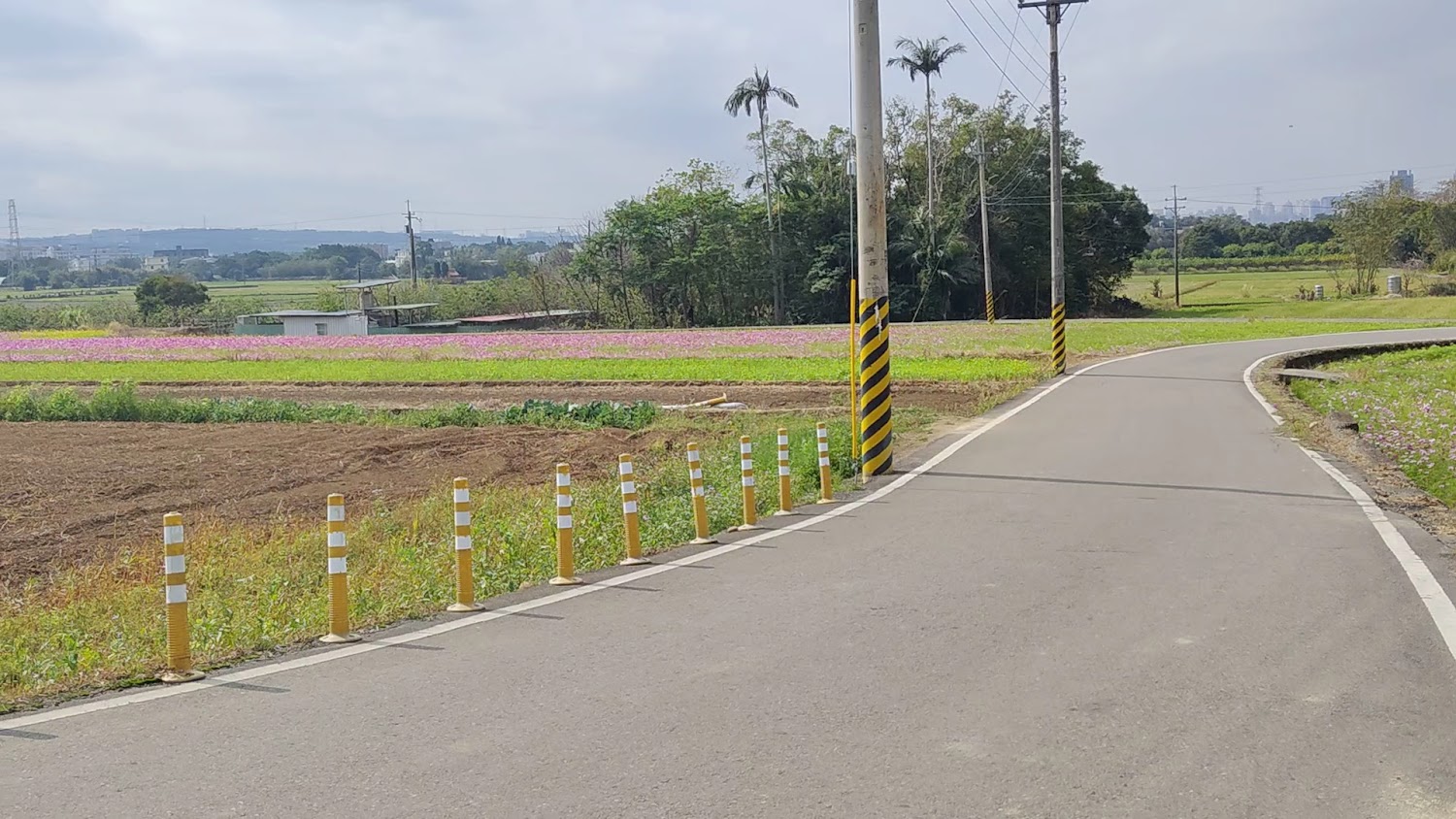 竹22花海鄉道路線與花田景色