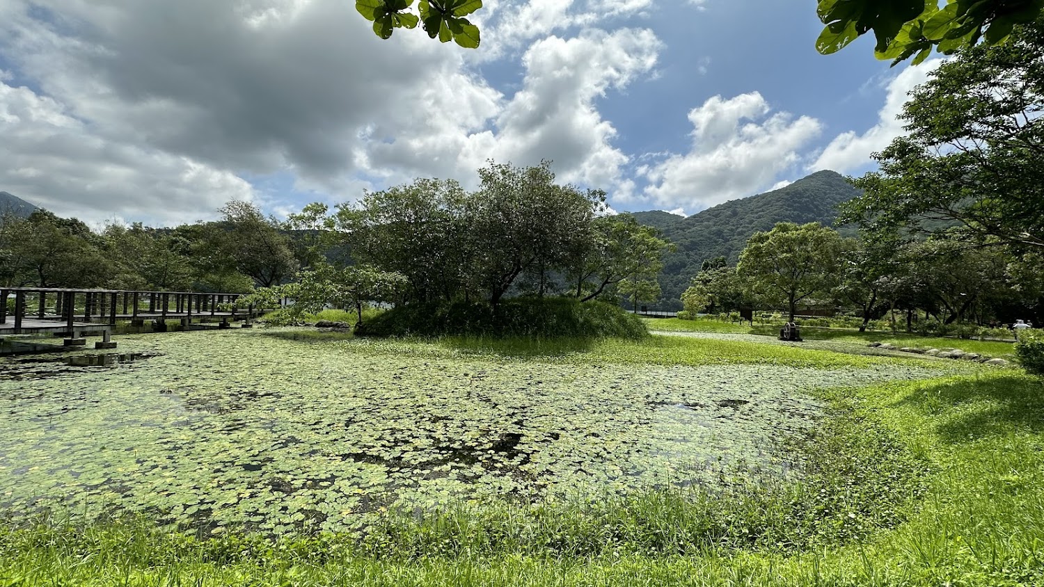 荷葉池塘與木棧道、綠樹山景