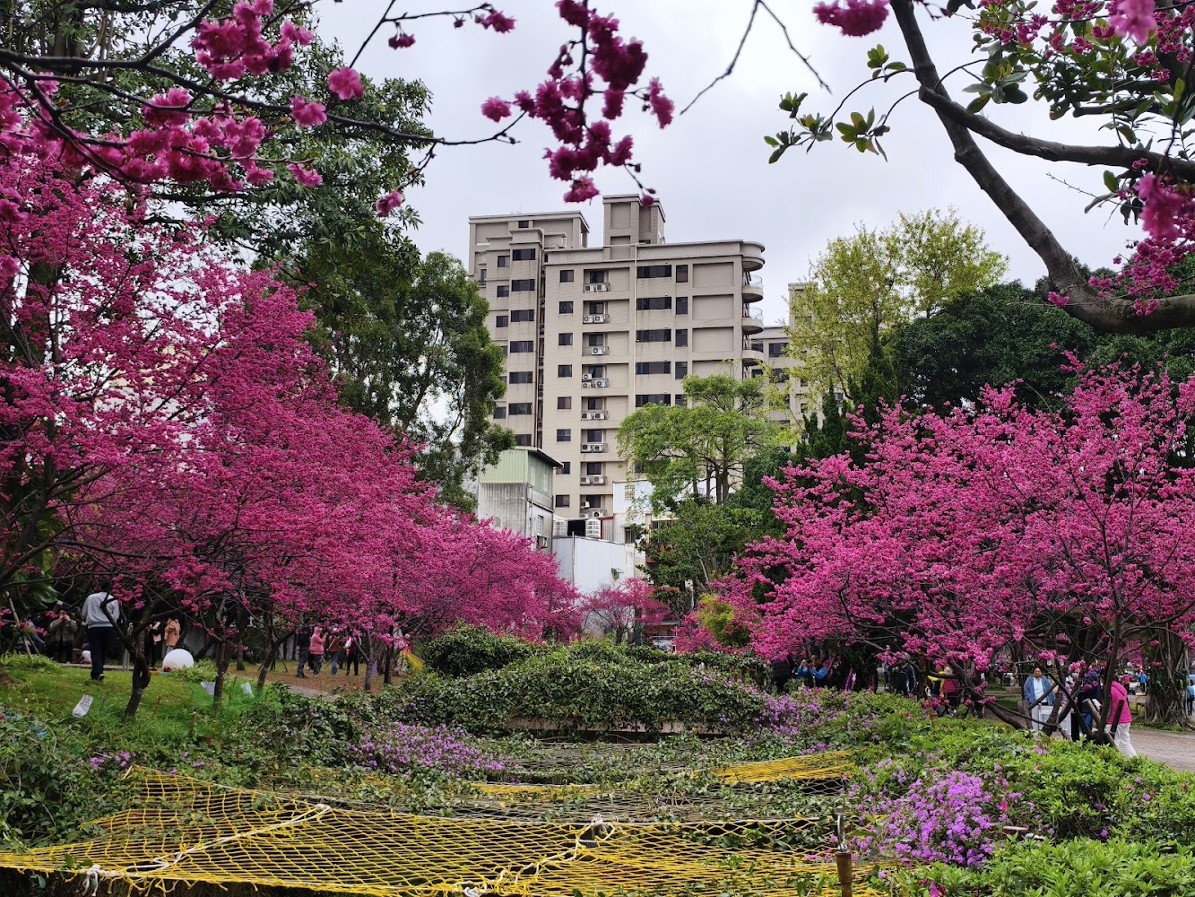 莒光環保公園櫻花樹間遊客與城市背景