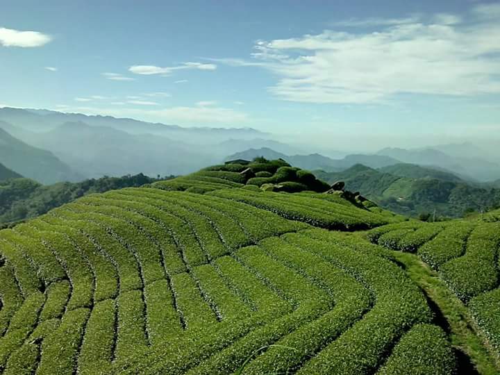 阿里山隙頂茶園與山景