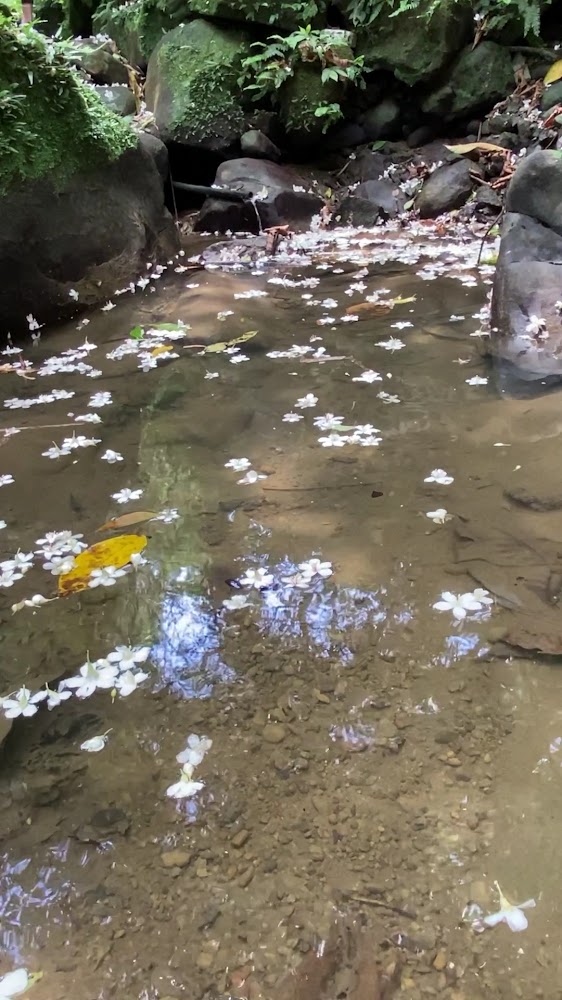 清澈小溪中有白色花瓣漂浮