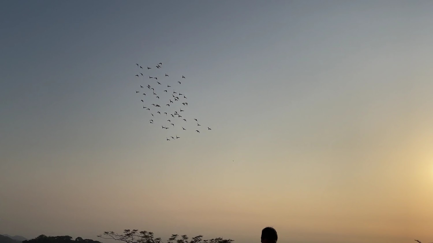 夕陽天空與飛鳥畫面