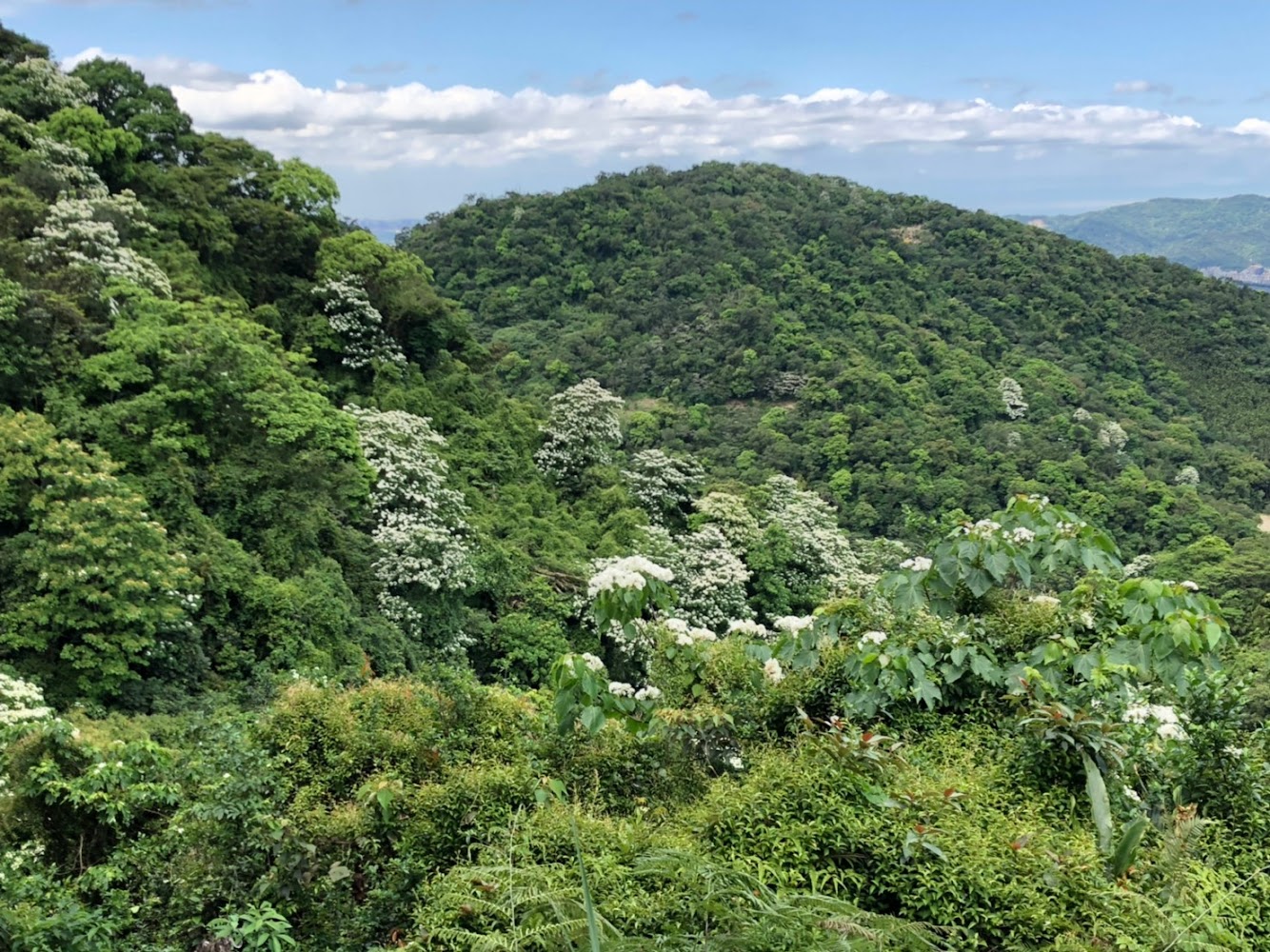 山坡油桐花與藍天景色