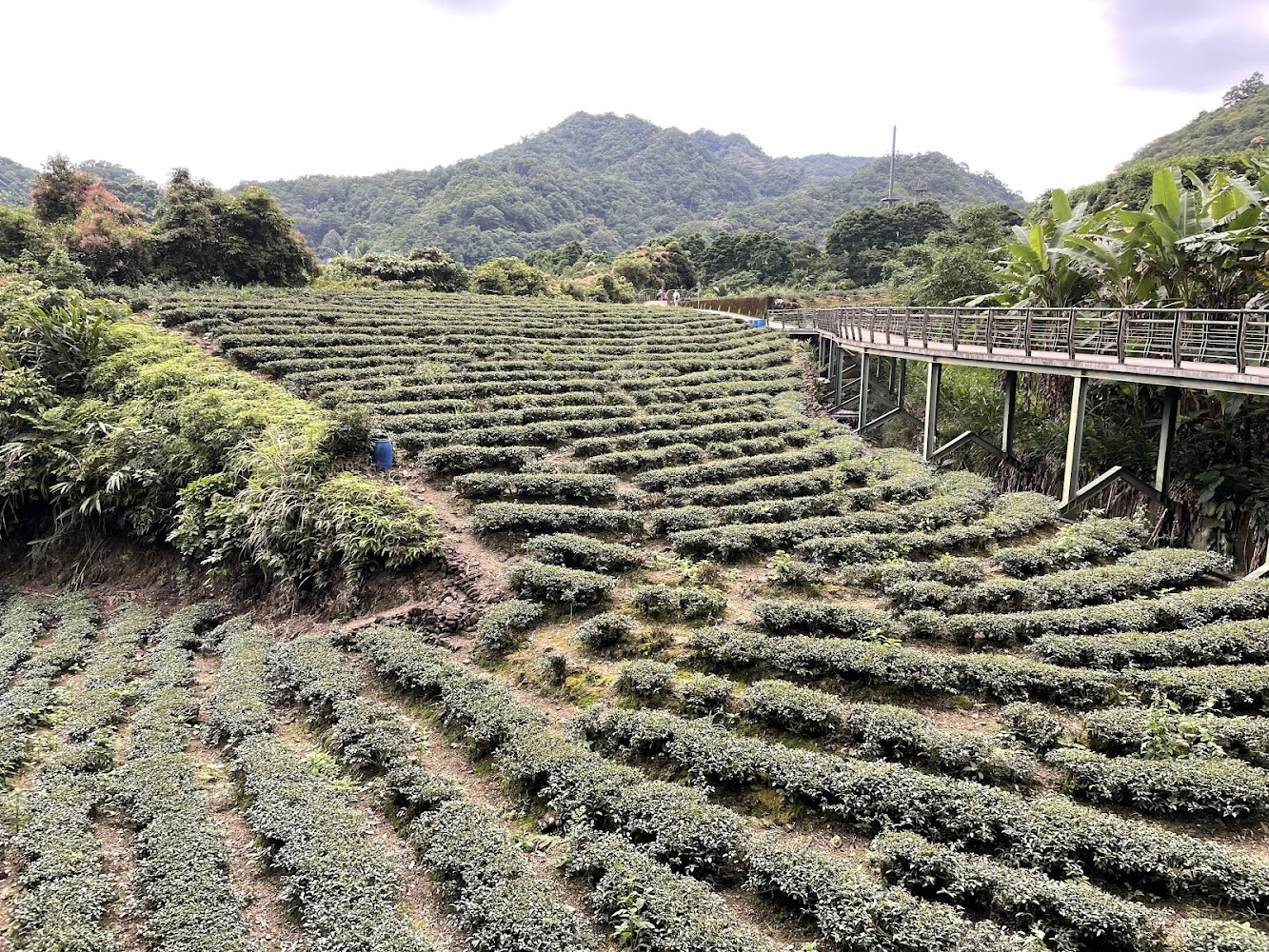 下坑子口溪親水遊憩區周邊茶園與木棧道景觀