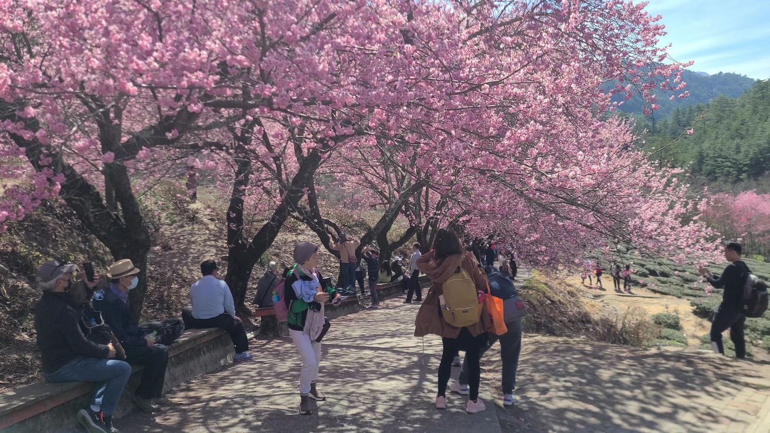 步道兩旁櫻花盛開的賞花景色