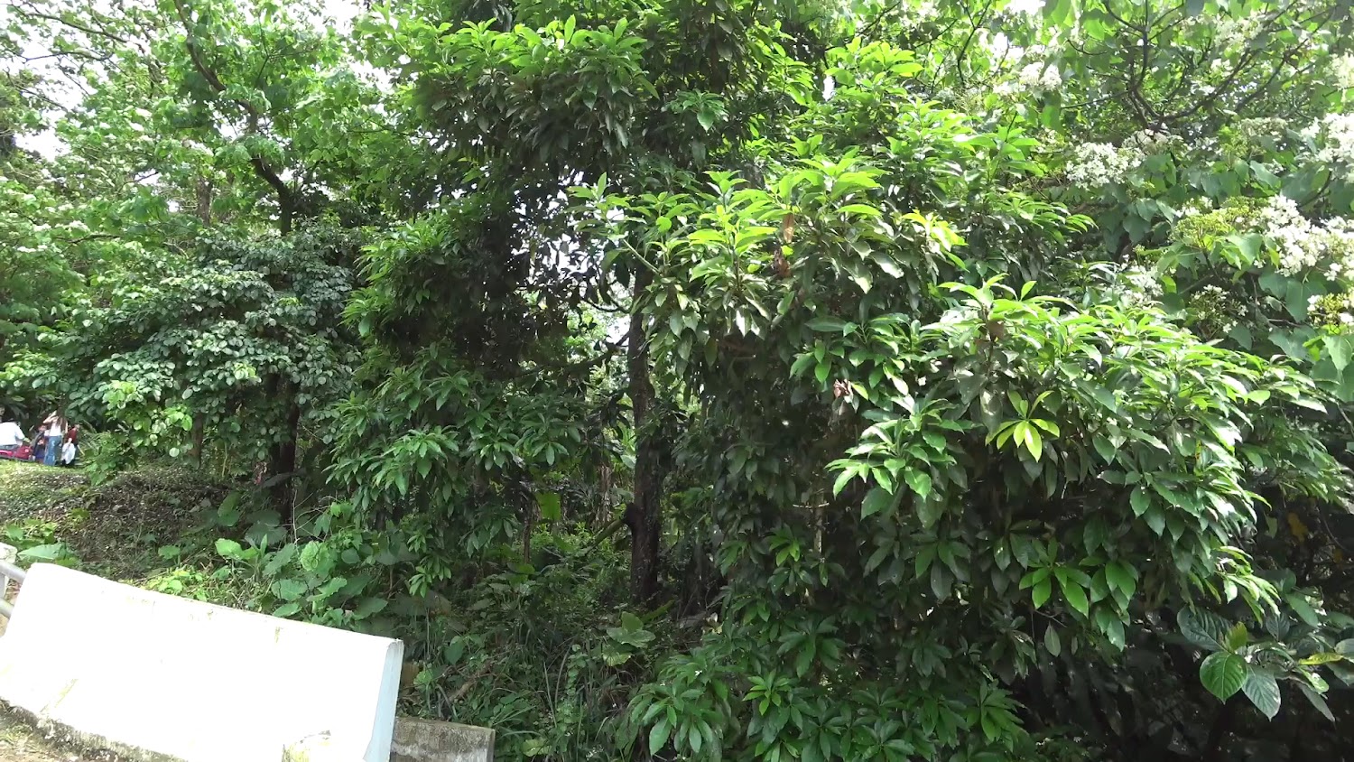 綠意盎然森林與步道入口周邊景色