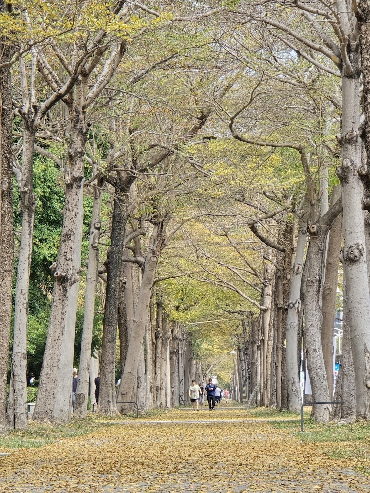高大樹木環繞的人行步道，地面鋪滿落葉