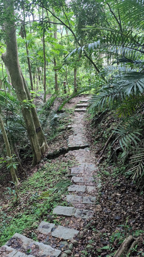 雙溪熱帶樹木園石階步道穿越森林