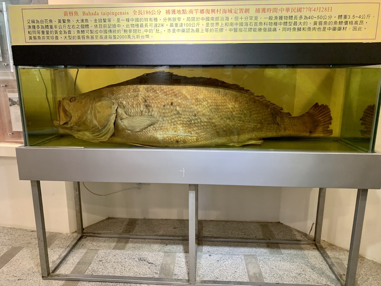 大型黃唇魚浸泡標本與魚種介紹