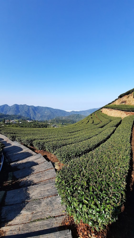 山坡上的茶園，茶樹整齊排列，遠方可見群山和藍天