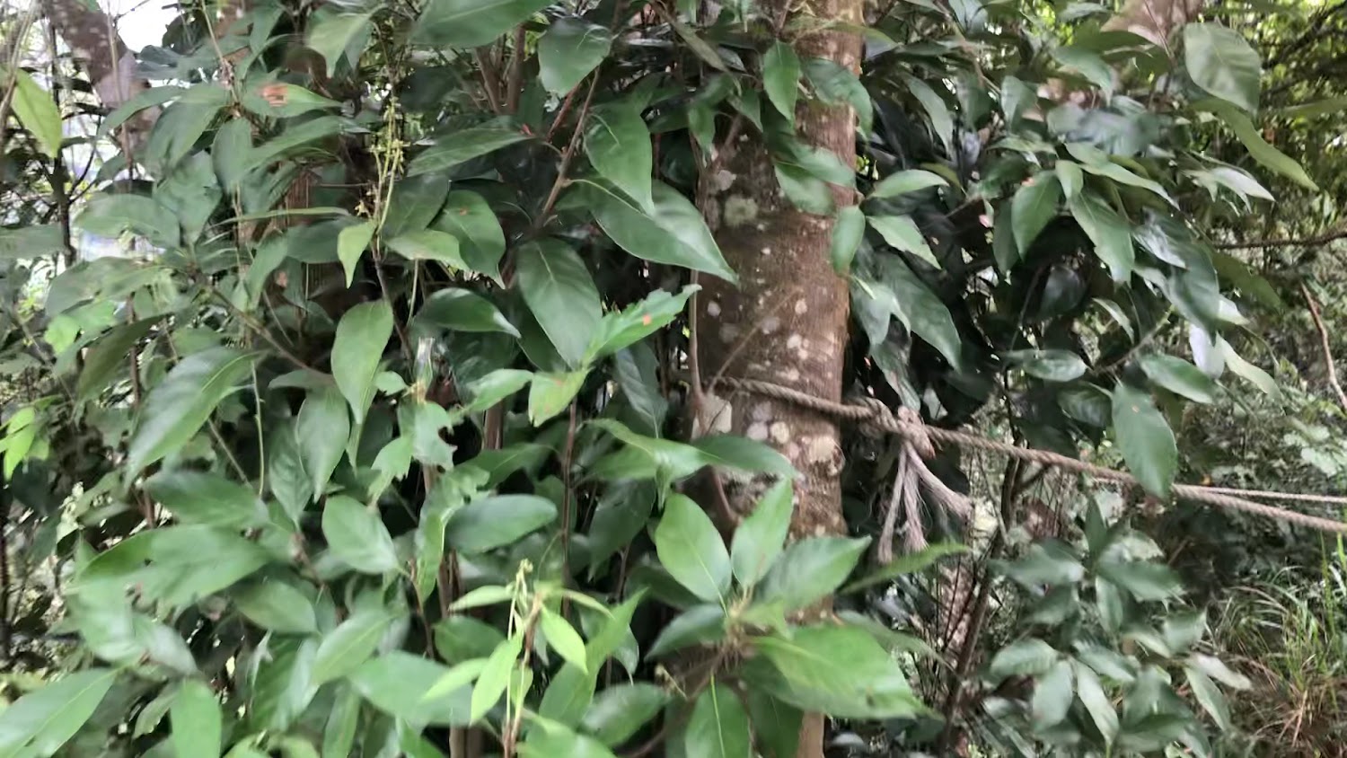 這張圖片主要是一棵圍繞著綠葉植物的樹，樹幹上綁著一條粗繩，應用於戶外自然環境或登山步道。