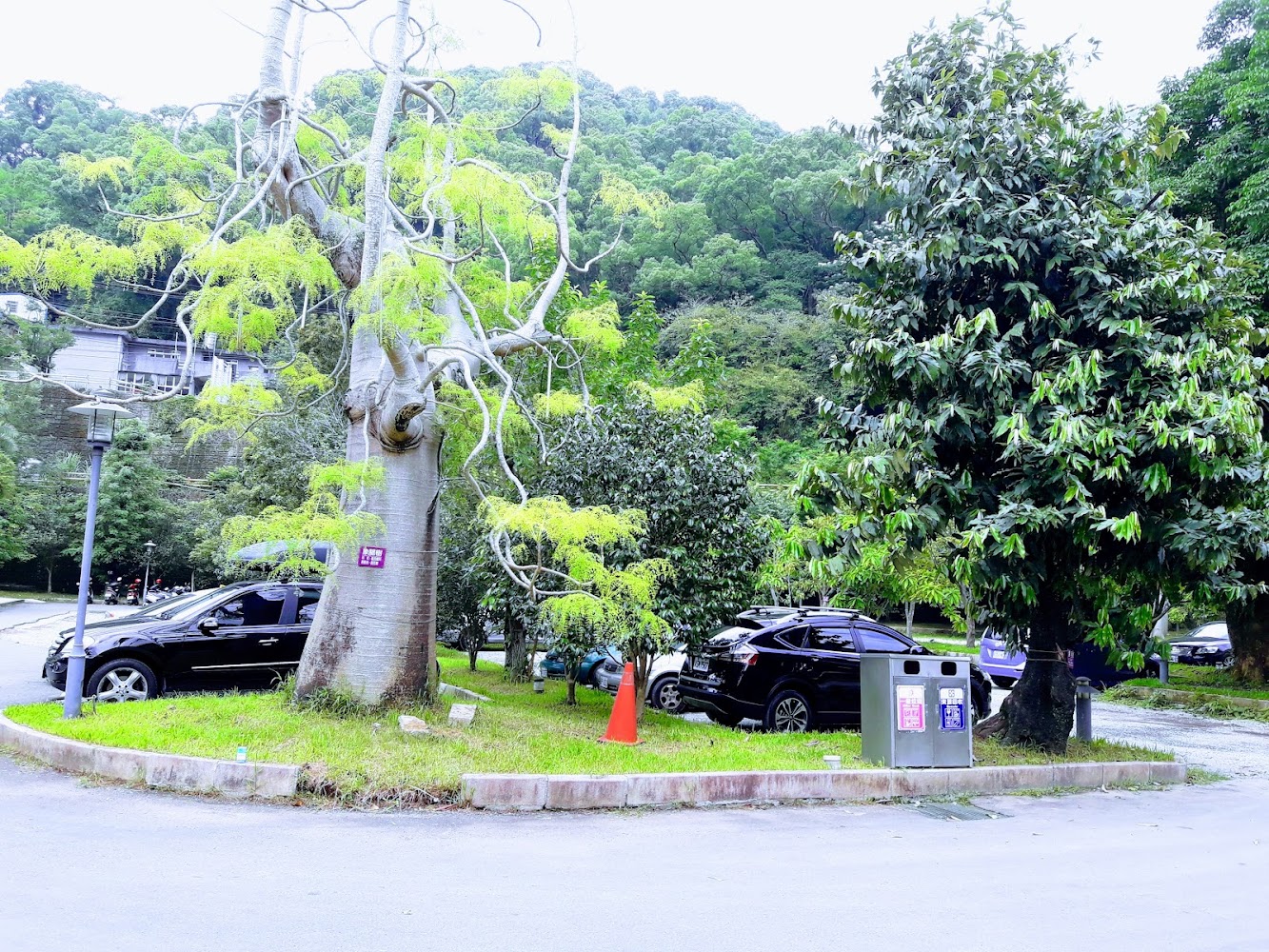停車場旁大樹與車輛,空間寬闊