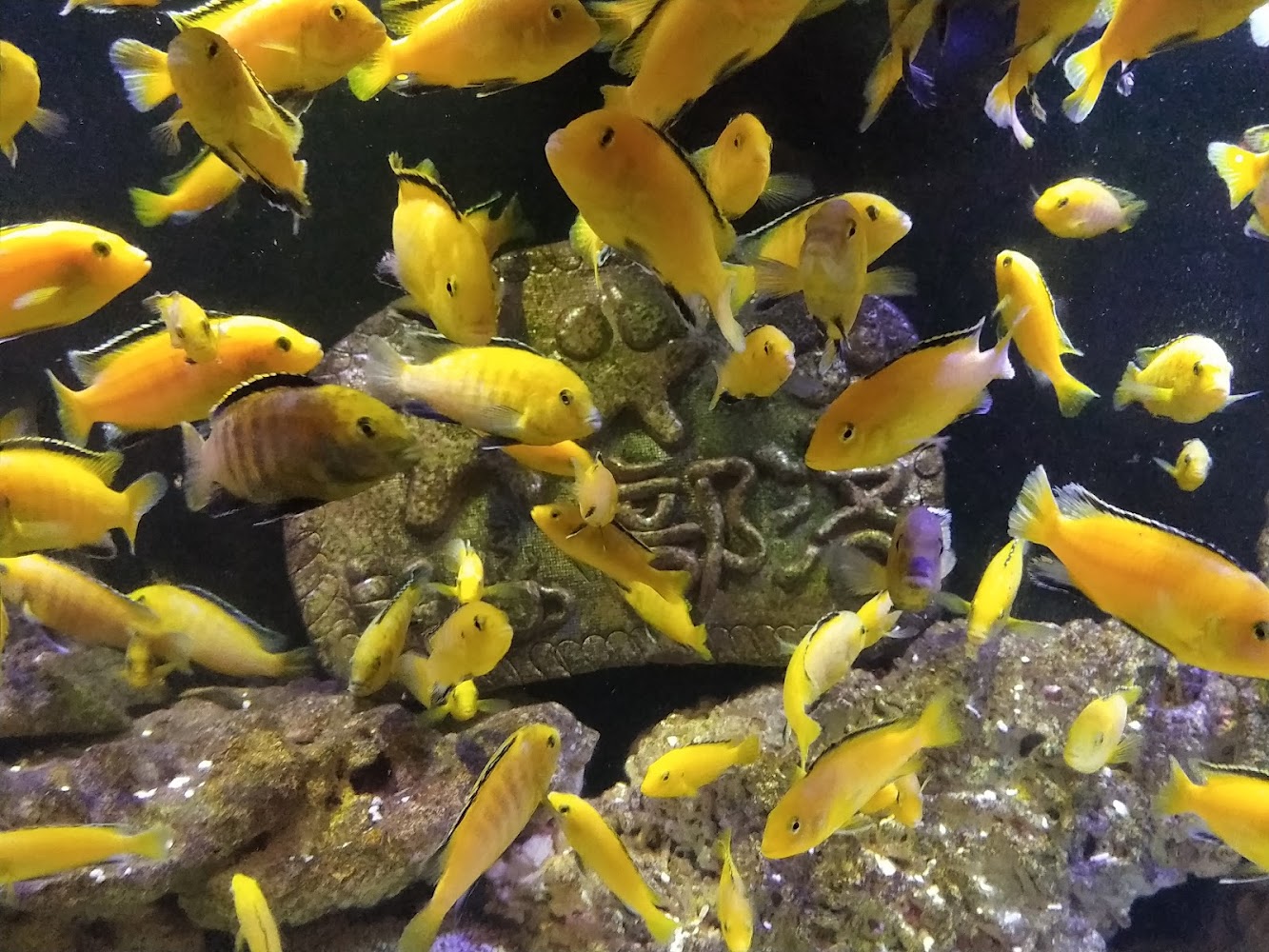 星星部落景觀咖啡店內水族箱小魚