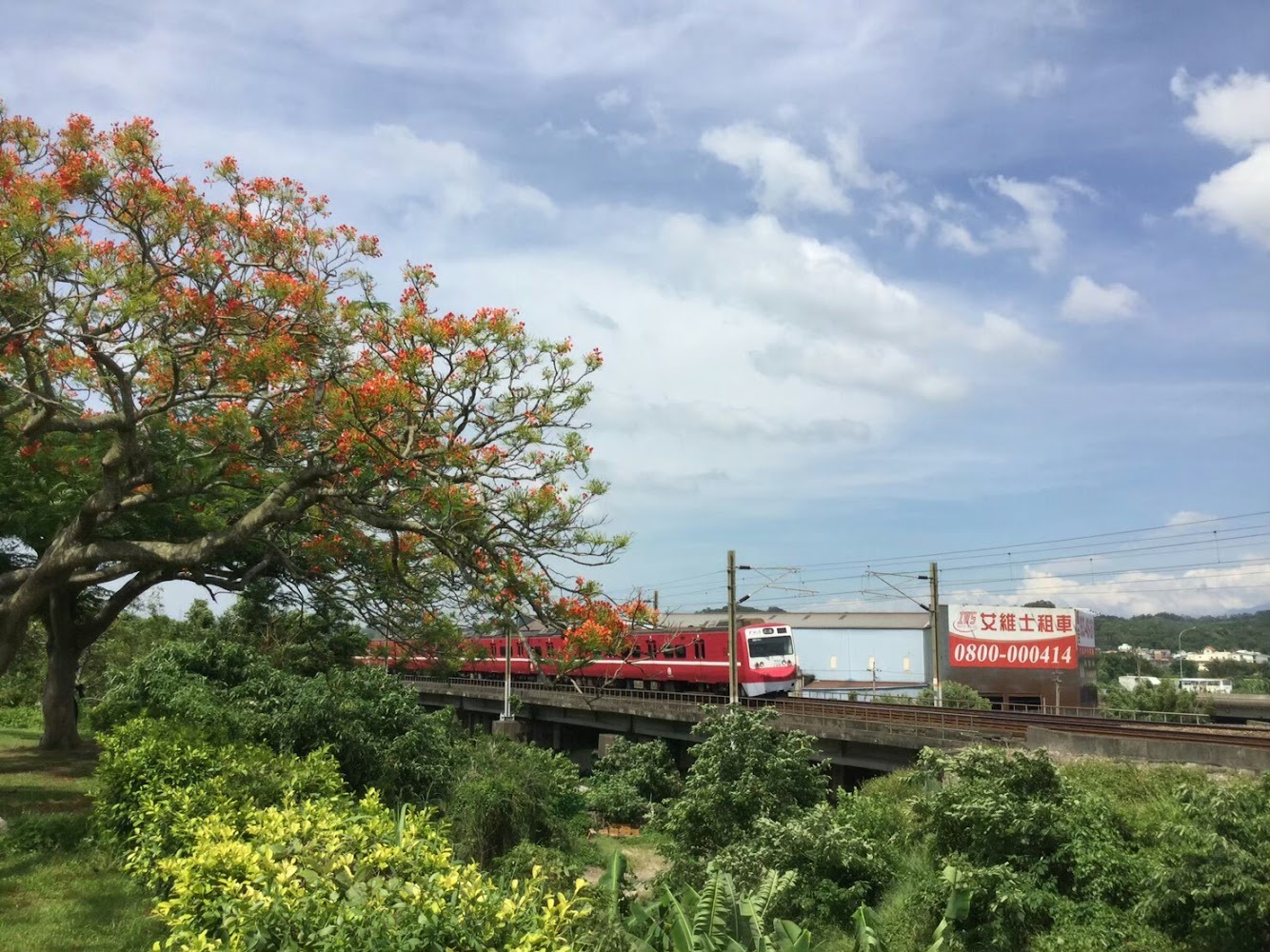 紅色火車行駛在鐵軌旁，左側有盛開鳳凰花與大片綠意