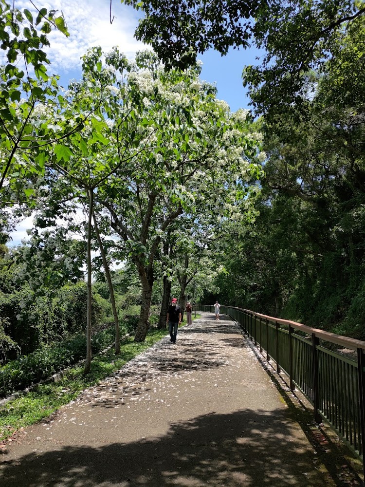 林蔭步道與步行遊客