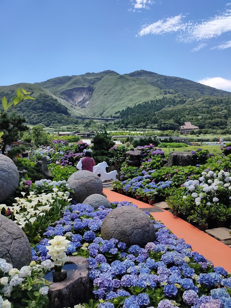 青山背景前的繽紛繡球花與白色海芋花園景觀