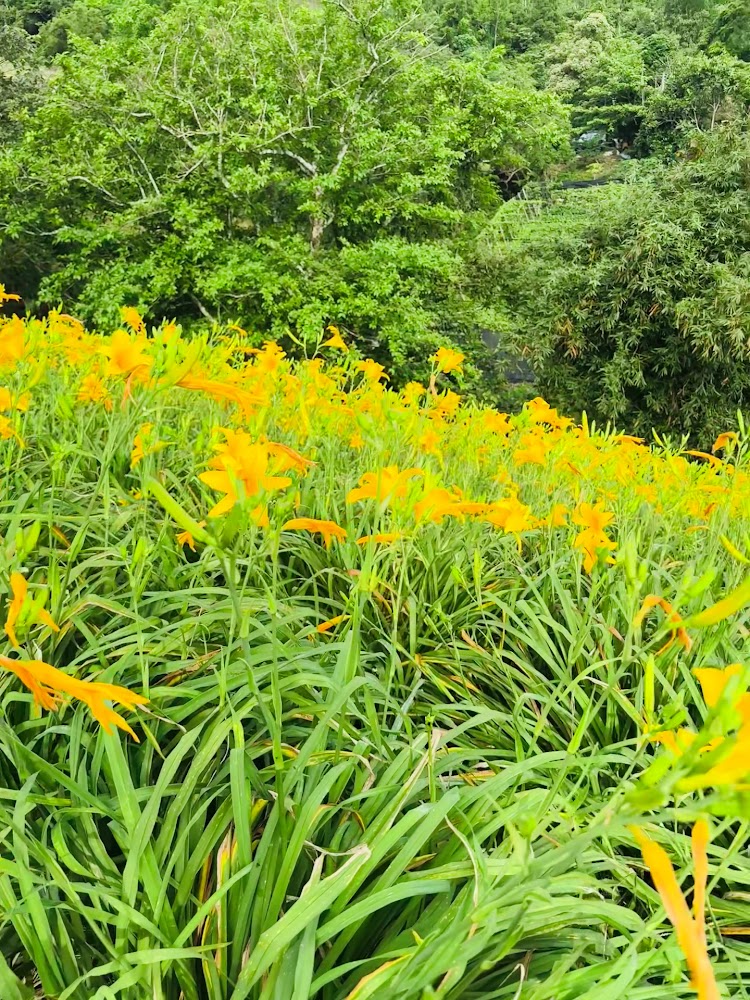 山坡上大面積金針花與森林背景